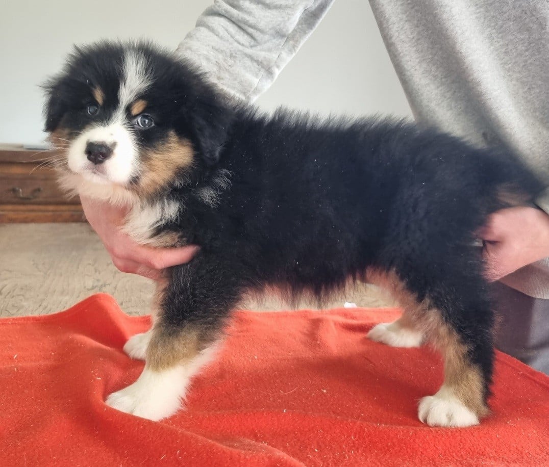 Berger Australien - des hirondelles du voyage