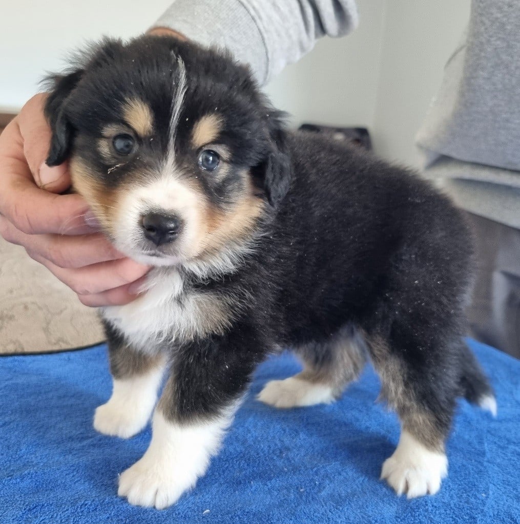 Berger Américain Miniature  - des hirondelles du voyage