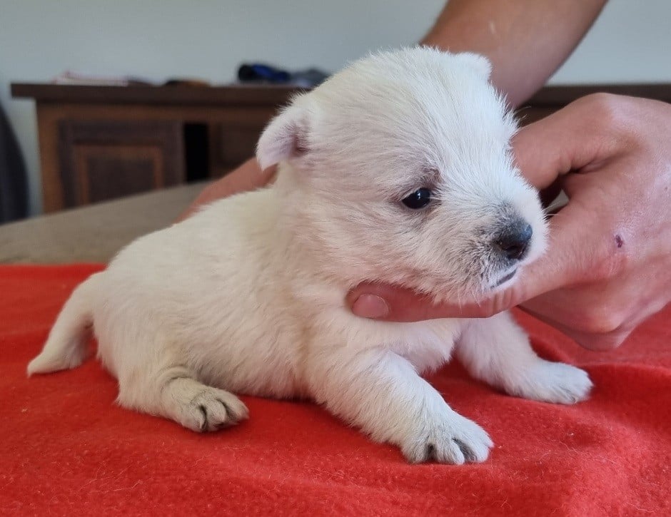 West Highland White Terrier - des hirondelles du voyage