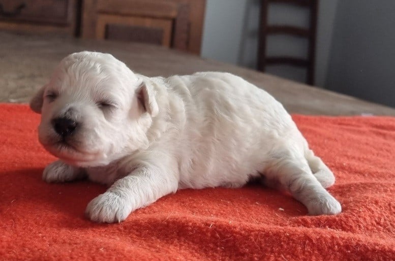 Chiot N°2