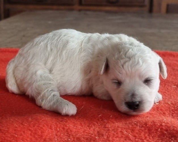 Chiot N°2