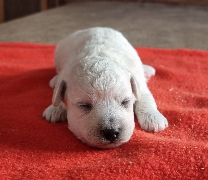 Chiot N°2