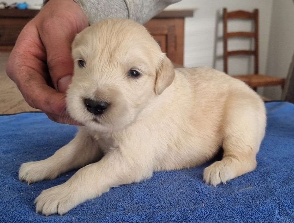 Golden Retriever - des hirondelles du voyage