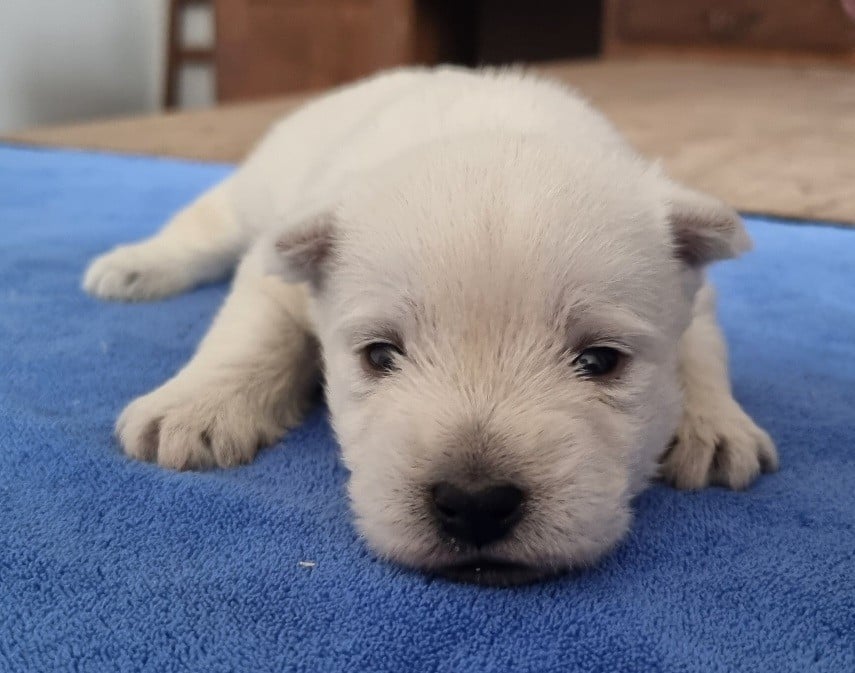 Chiot N°1