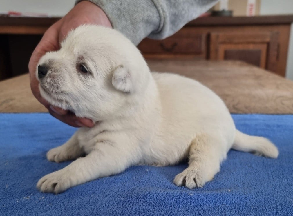 Chiot N°1