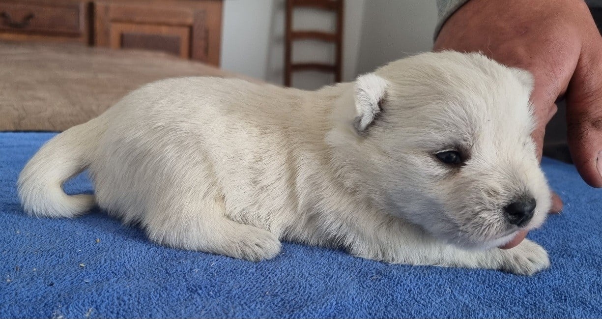 Chiot N°1