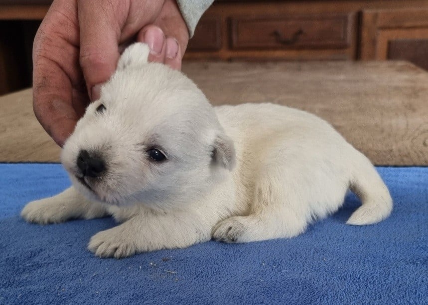 Chiot N°1