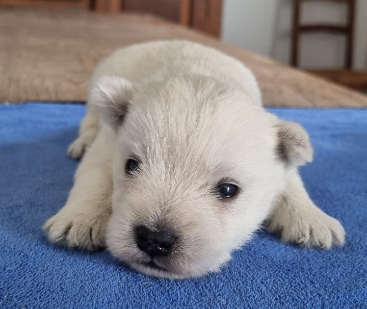 Chiot N°1