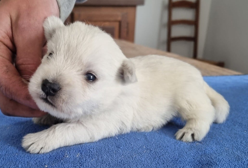 Chiot N°1