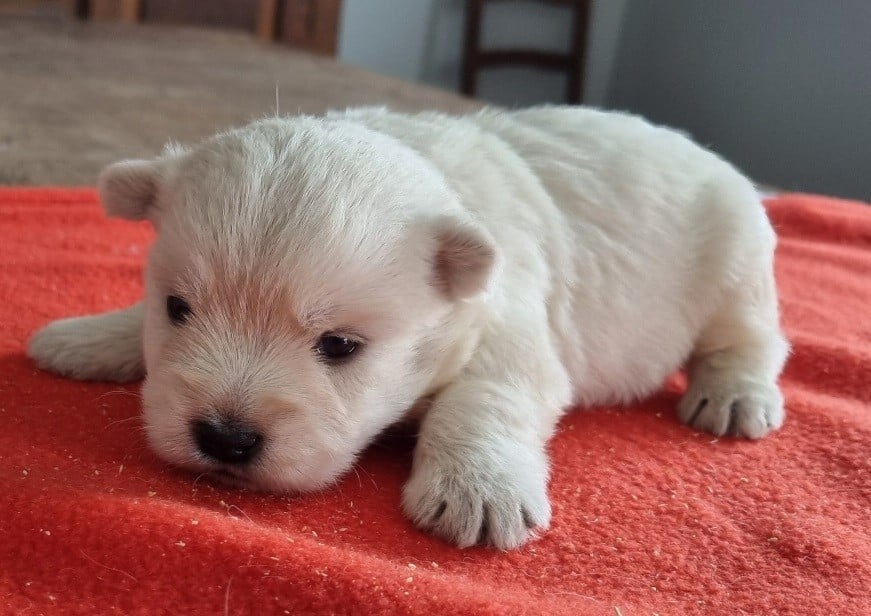 Chiot N°3