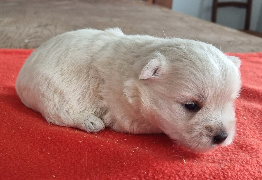 Chiot N°3