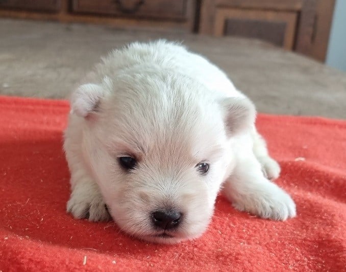 Chiot N°3