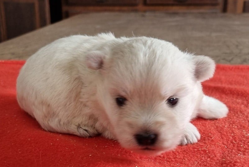 Chiot N°3