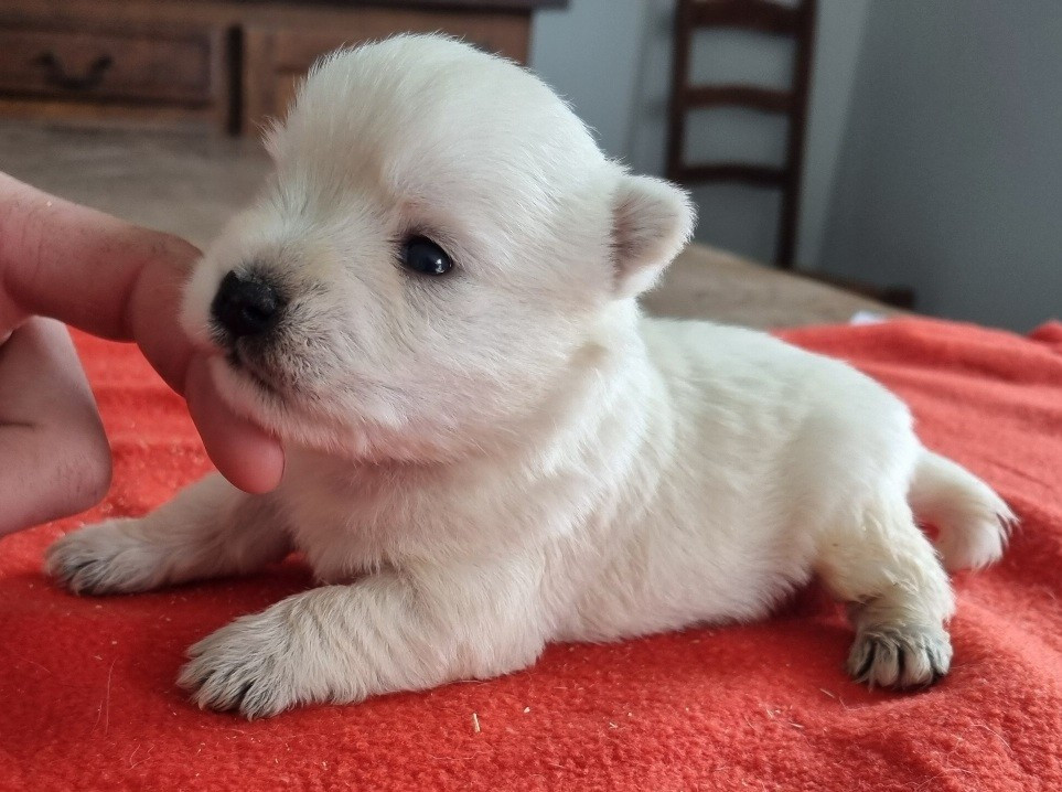 Chiot N°4