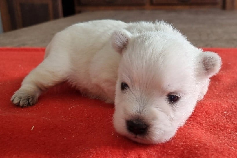 Chiot N°4