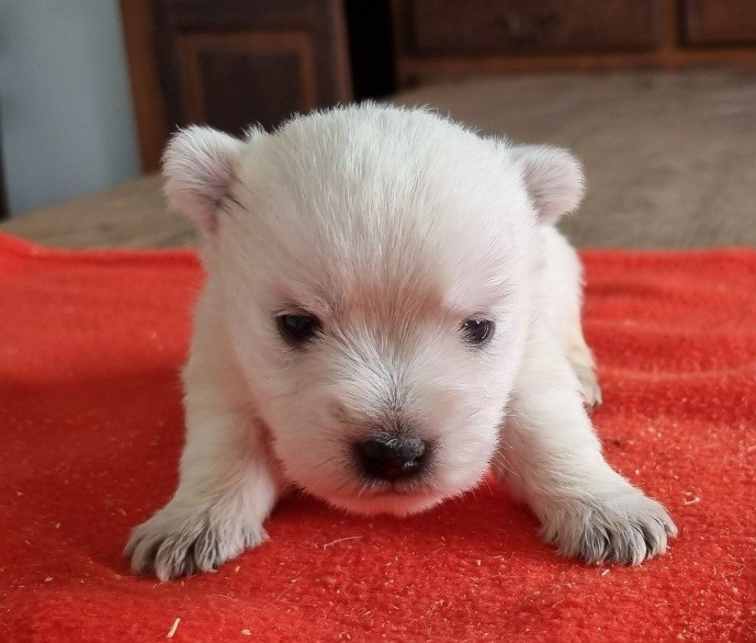 Chiot N°4