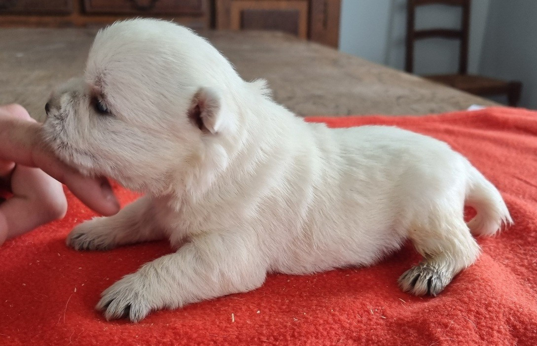 Chiot N°4
