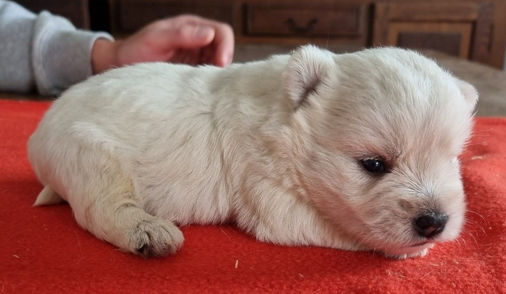 Chiot N°5