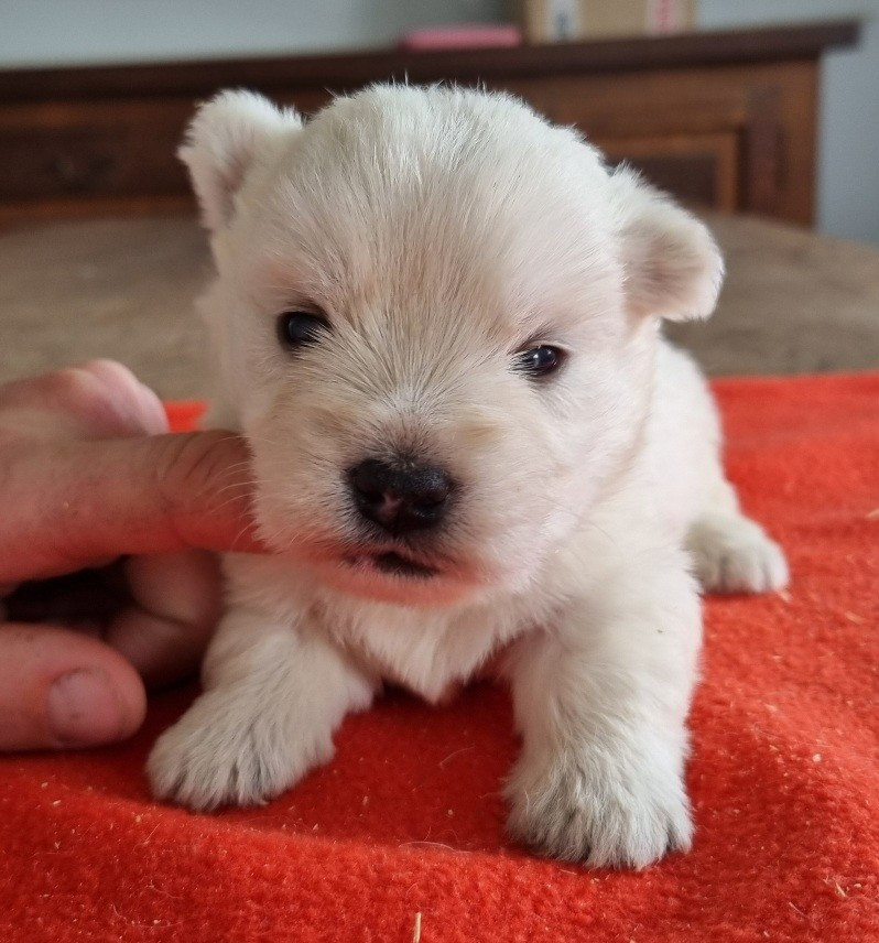 Chiot N°5