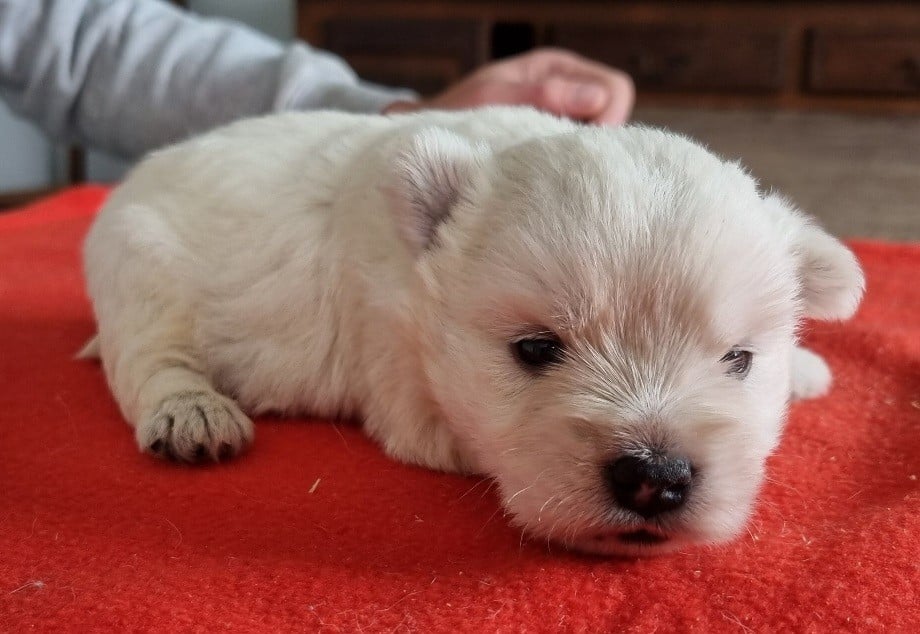 Chiot N°5