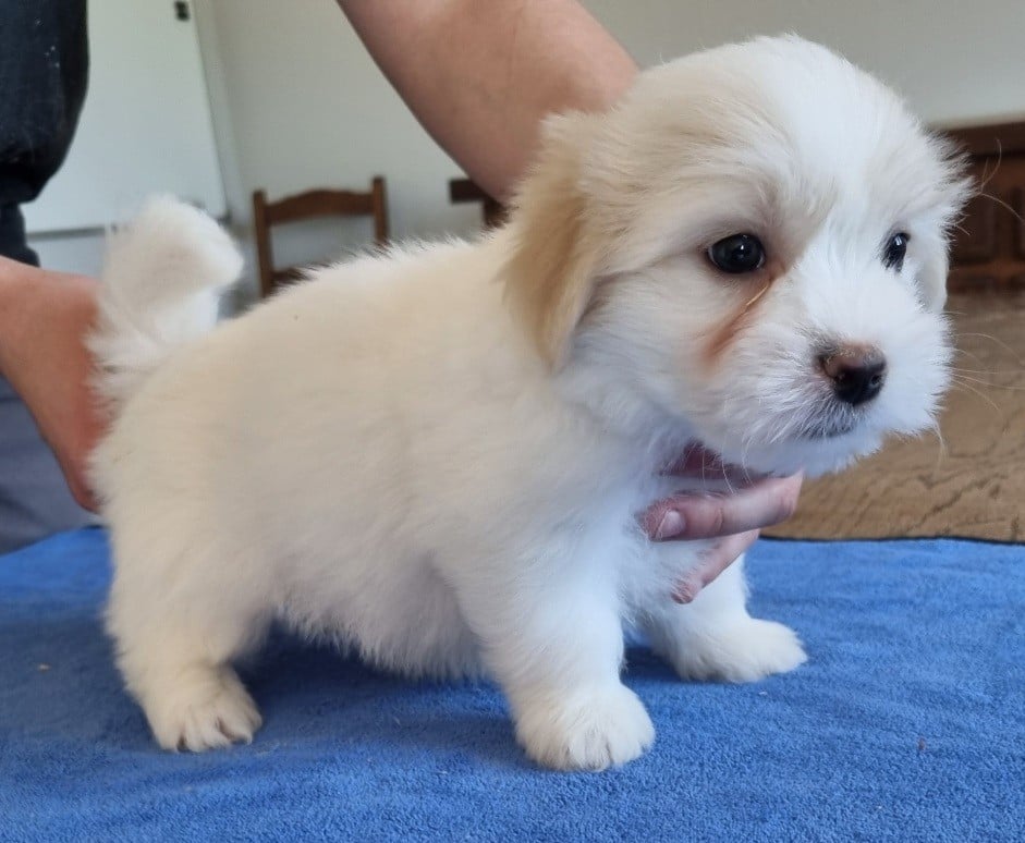 Coton de Tulear - des hirondelles du voyage
