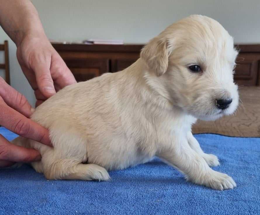 Chiot N°2