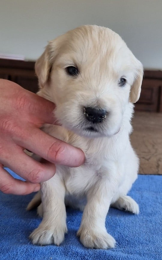 Chiot N°2