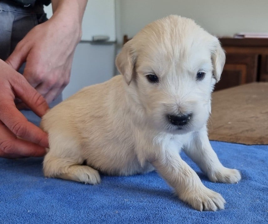 Chiot N°2