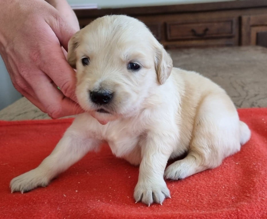 Chiot N°9