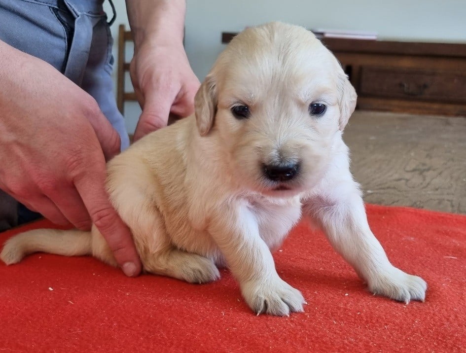 Chiot N°9
