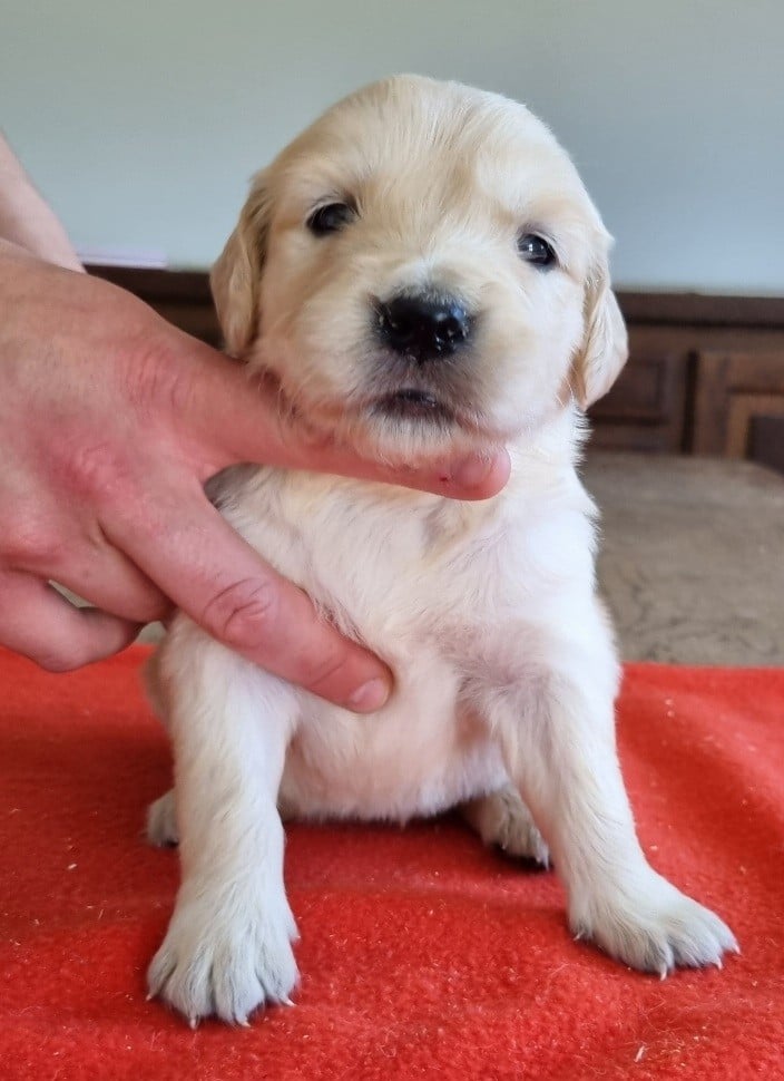 Chiot N°9