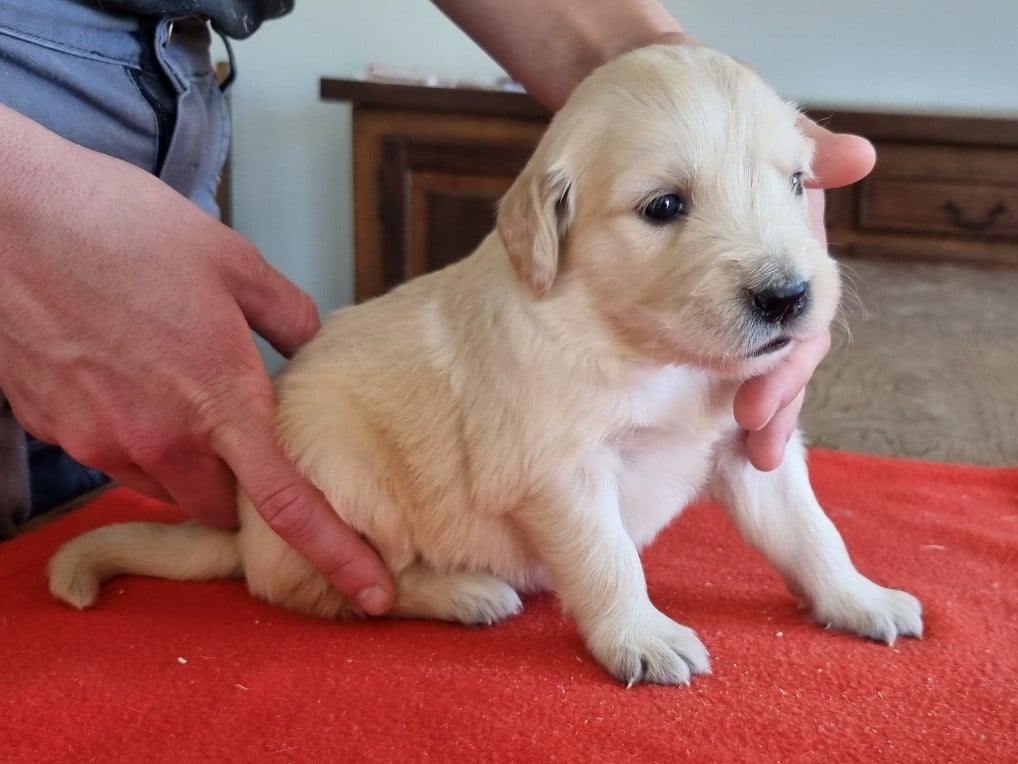 Chiot N°9