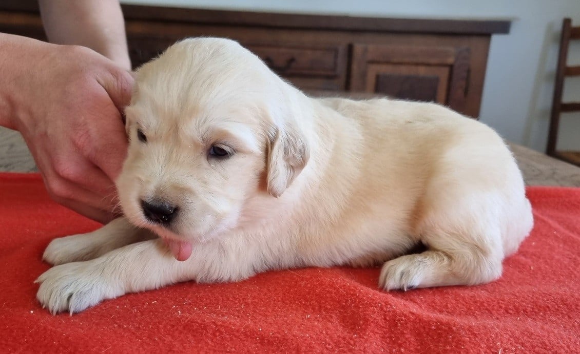 Chiot N°3