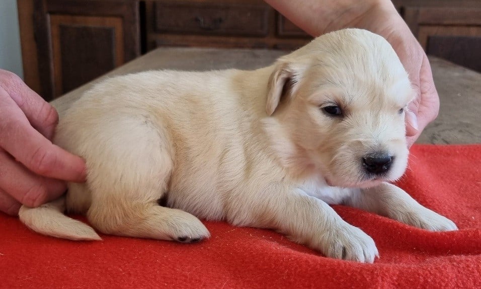 Chiot N°3