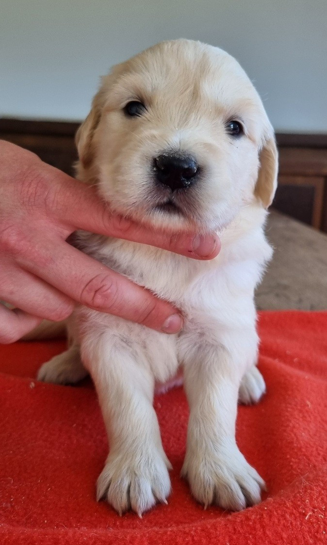 Chiot N°3