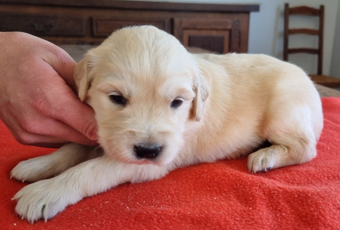 Chiot N°3