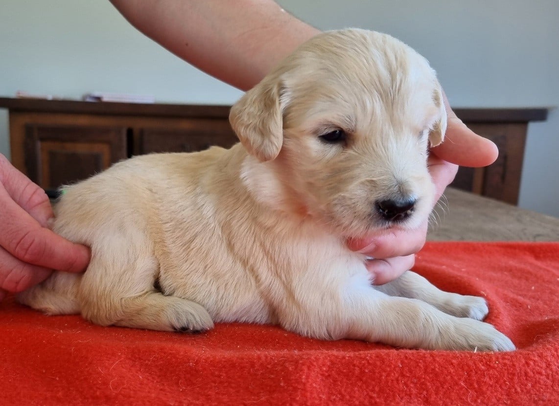 Chiot N°8