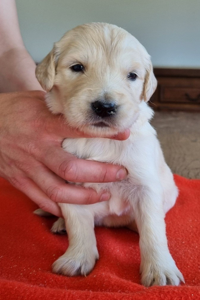 Chiot N°8
