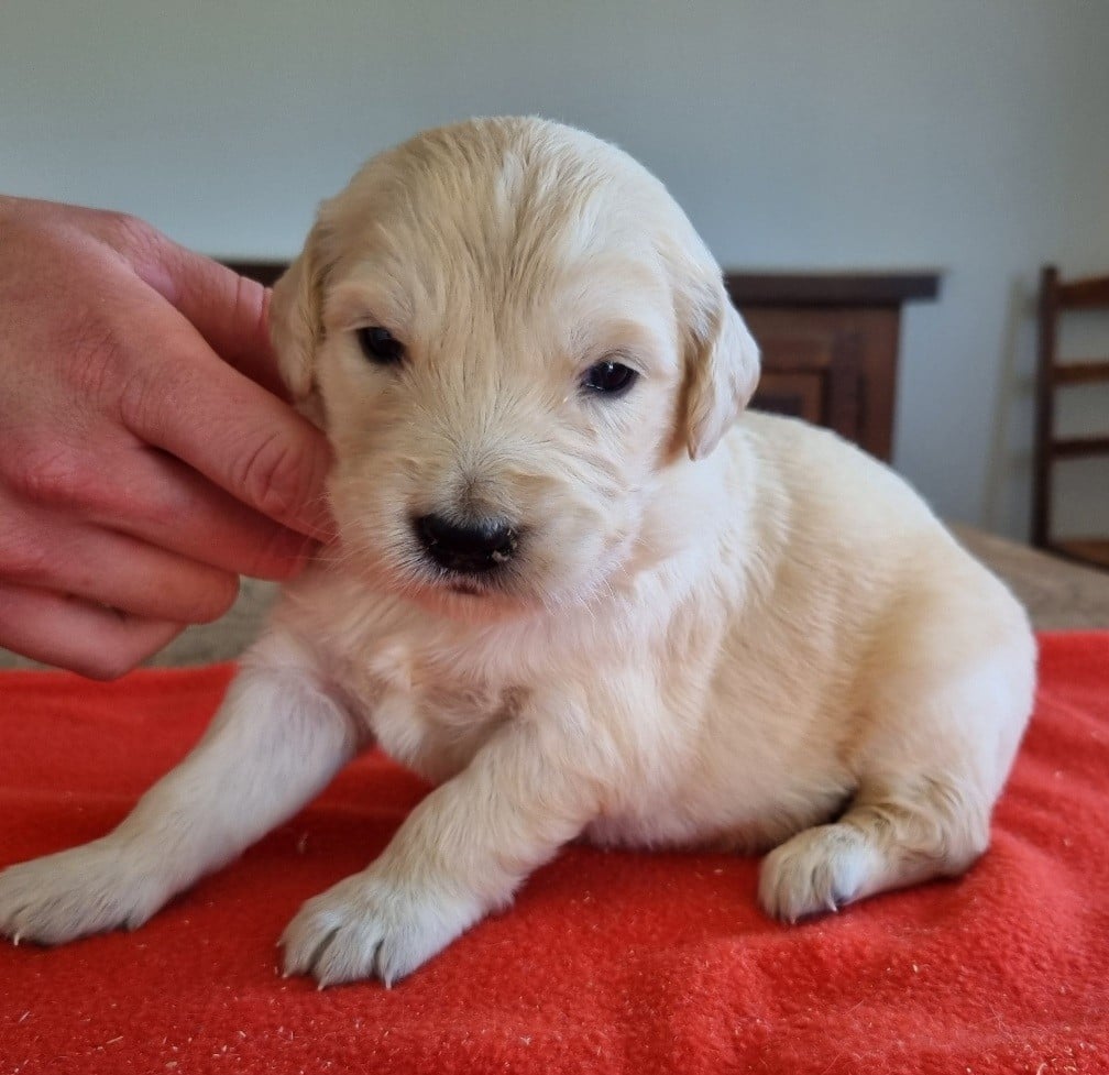 Chiot N°8