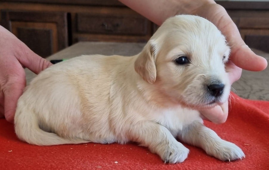 Chiot N°5