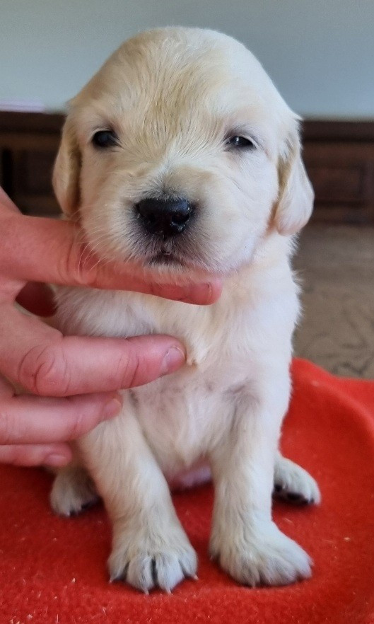 Chiot N°5