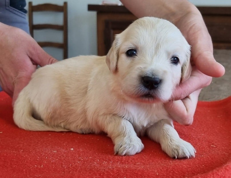 Chiot N°5