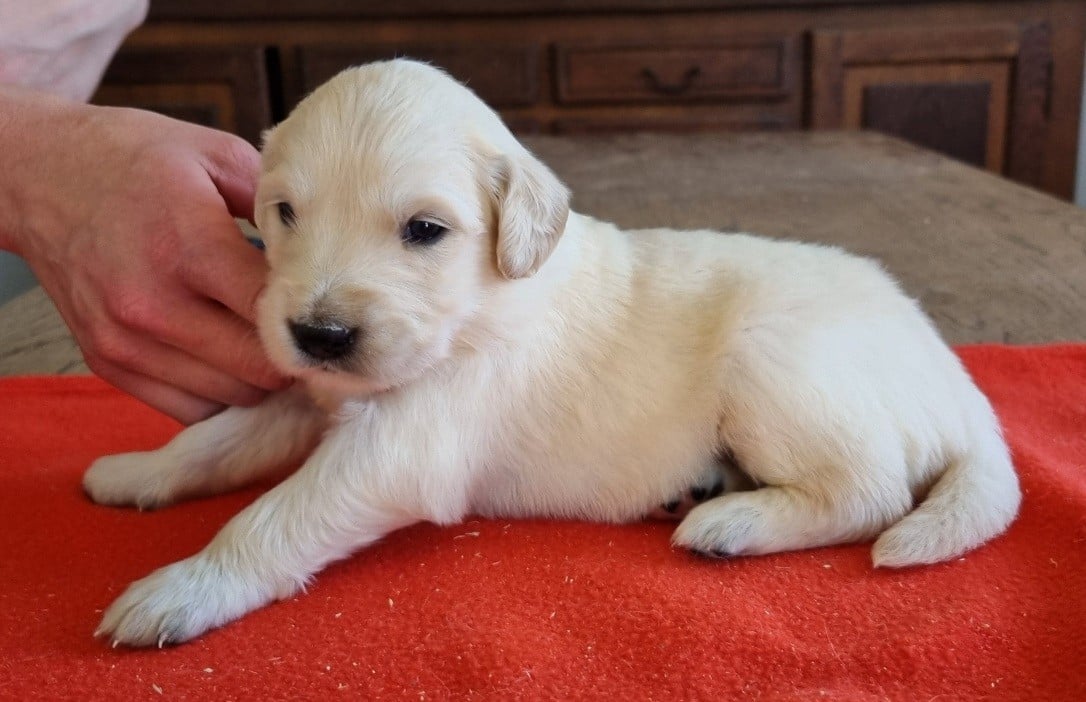 Chiot N°6