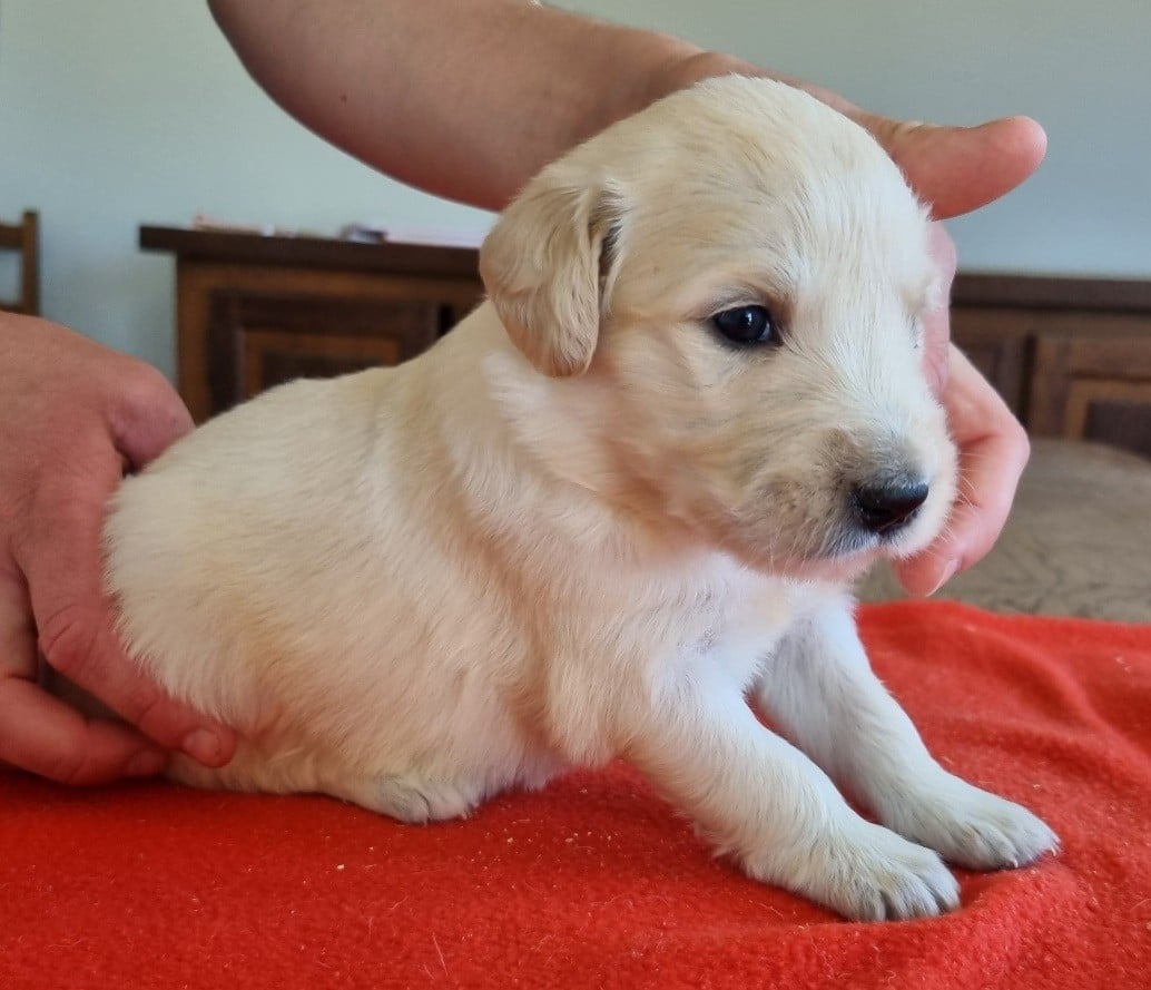 Chiot N°6