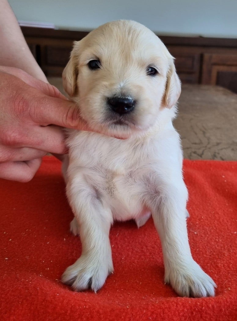 Chiot N°6
