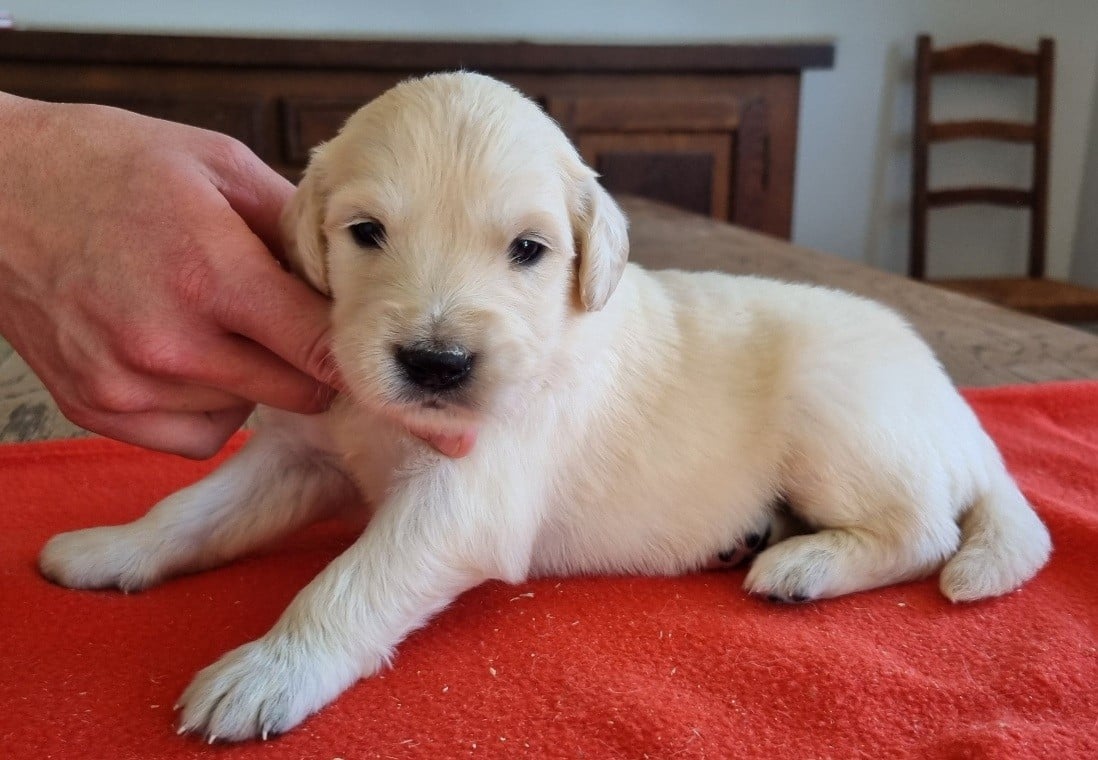 Chiot N°6