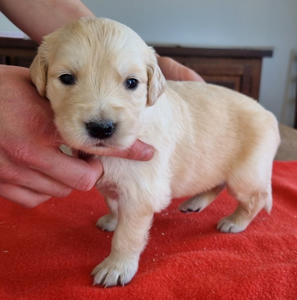 Chiot N°7