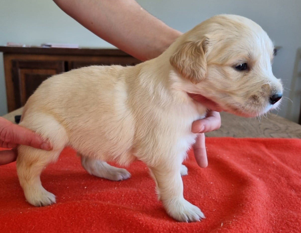 Chiot N°7