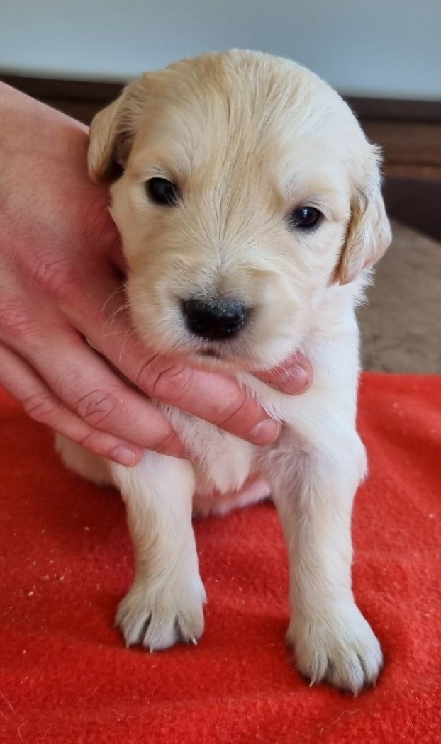 Chiot N°7