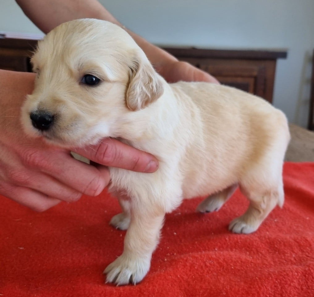 Chiot N°7